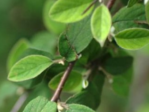 �غ��ӵĹ�Ч������