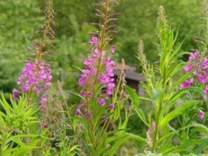 ����ӹ�ë�Ĺ�Ч������