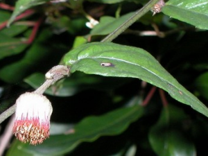 ��ͷ������Ĺ�Ч������