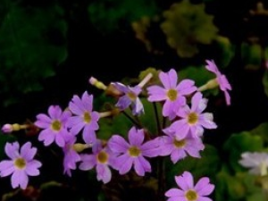 �������Ĺ�Ч������