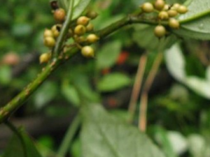 �ž�ɽ�Ĺ�Ч������