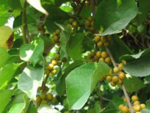 �������ӵĹ�Ч������