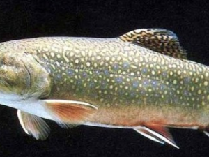 �������������