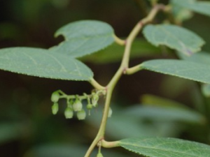 ��͸�����Ĺ�Ч������