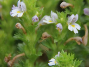 ����С�ײݵĹ�Ч������