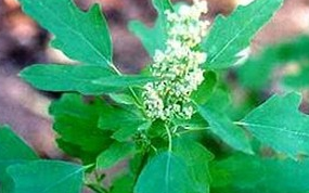 ���y�Ĺ�Ч������