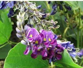 �𻨵������빦Ч