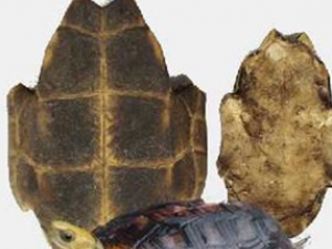 ���Ĺ�Ч������