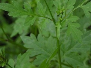 ����ݵĹ�Ч������