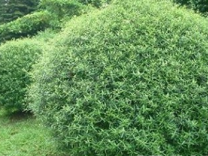 �������Ĺ�Ч������