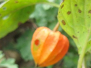 �ҽ�ƵĹ�Ч������