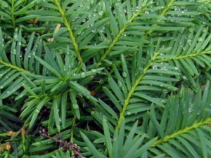 �����춹ɼ�Ĺ�Ч������