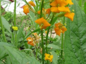 ������Ĺ�Ч������