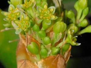 ��צ���Ĺ�Ч������