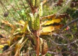 ������ͷ�Ĺ�Ч������