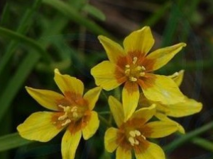 �����Ĺ�Ч������