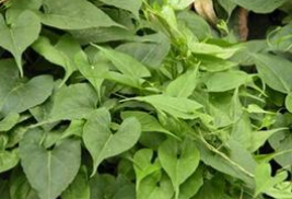 �����ٵĹ�Ч������