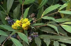 ʮ���͵Ĺ�Ч������