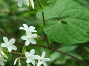 ����ϸ���Ĺ�Ч������