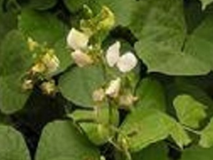 ����ҩ�Ĺ�Ч������