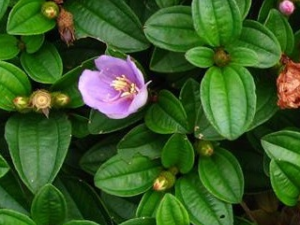 ��ǌ���Ĺ�Ч������