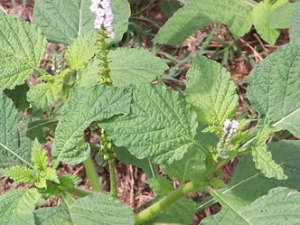 ��βҡ�Ĺ�Ч������