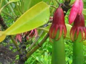 ����Ƥ�Ĺ�Ч������