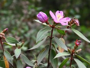 �����¯�Ĺ�Ч������