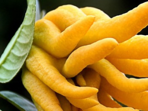 ����¶�Ĺ�Ч������