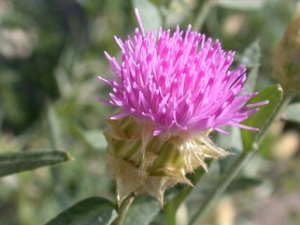 ����յĹ�Ч������