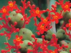 ������Ĺ�Ч������