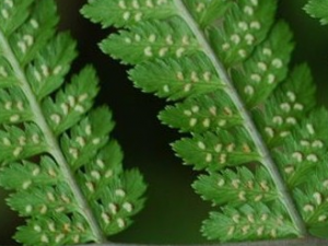 �̸����ާ�Ĺ�Ч������