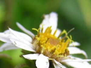 ������Ĺ�Ч������