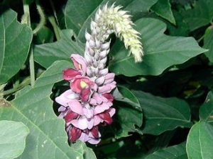 ��Ҷ�Ĺ�Ч������