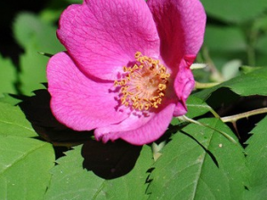 ���ٵĹ�Ч������