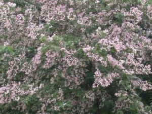 �������Ĺ�Ч������