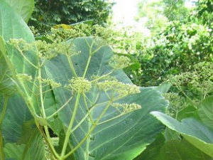 �˺ߵĹ�Ч������