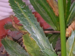 ��ܾݴ�Ĺ�Ч������