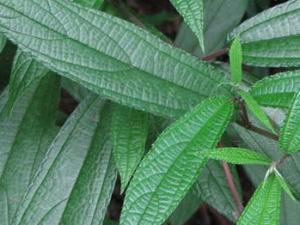 ��Ҷˮ��Ĺ�Ч������