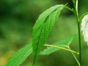 �����ϵĹ�Ч������