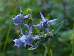 ��ê�Ĺ�Ч������