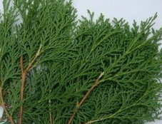 �ݰ�֦�Ĺ�Ч������