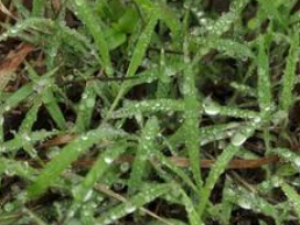 �ͺϲݵĹ�Ч������