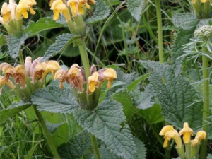 �󻨲��յĹ�Ч������