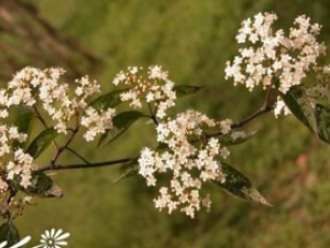 �����ӵĹ�Ч������