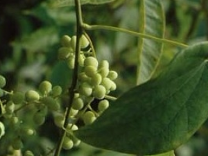 �����ӵĹ�Ч������