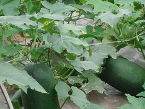 ��ҩ����Ƥ�Ĺ�Ч������