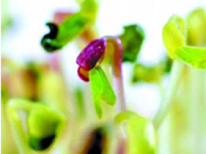 ����ѿ������Щ�ж�����