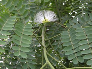 ������ҩ�ϻ�Ƥ