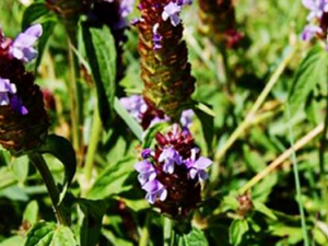 ������ҩ�Ŀݲ�